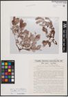 Foto von Salix caprea L. x Salix myrsinites L.